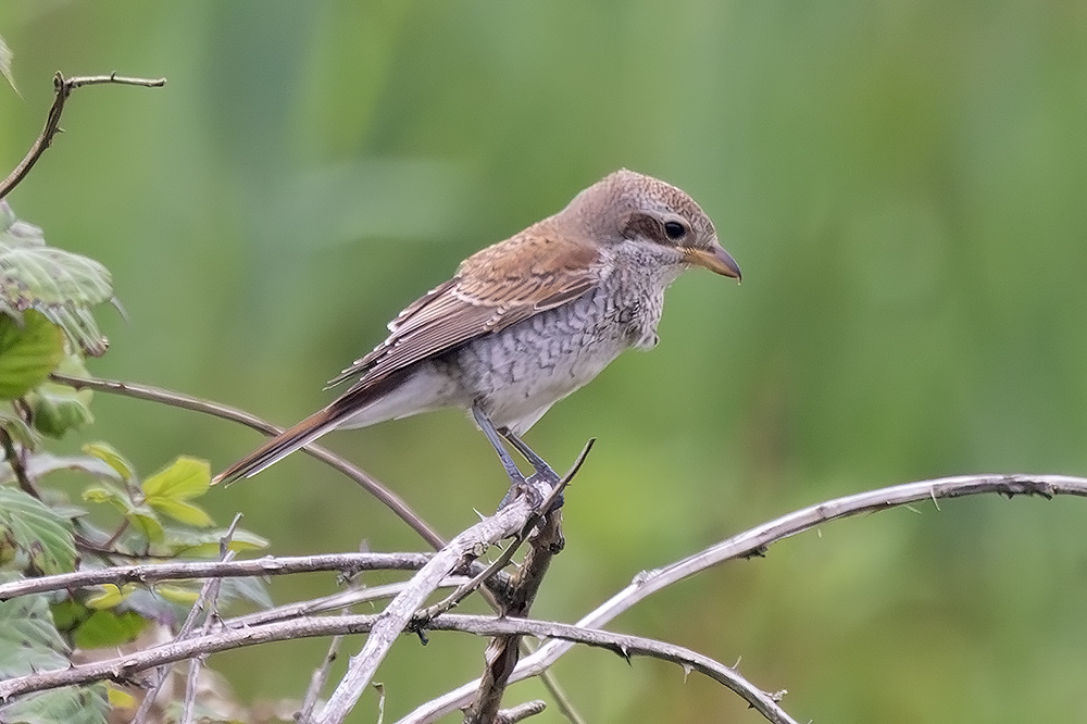 red-backed shrike